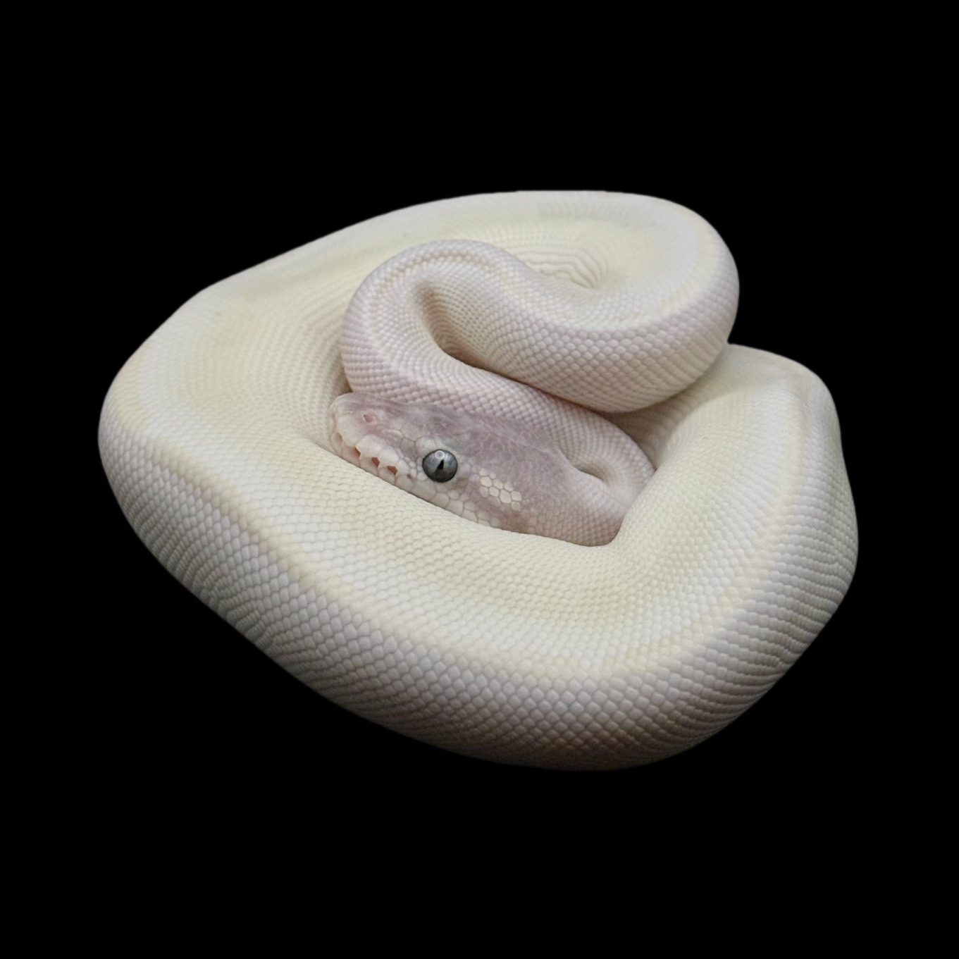 Королевский питон Super Mojave