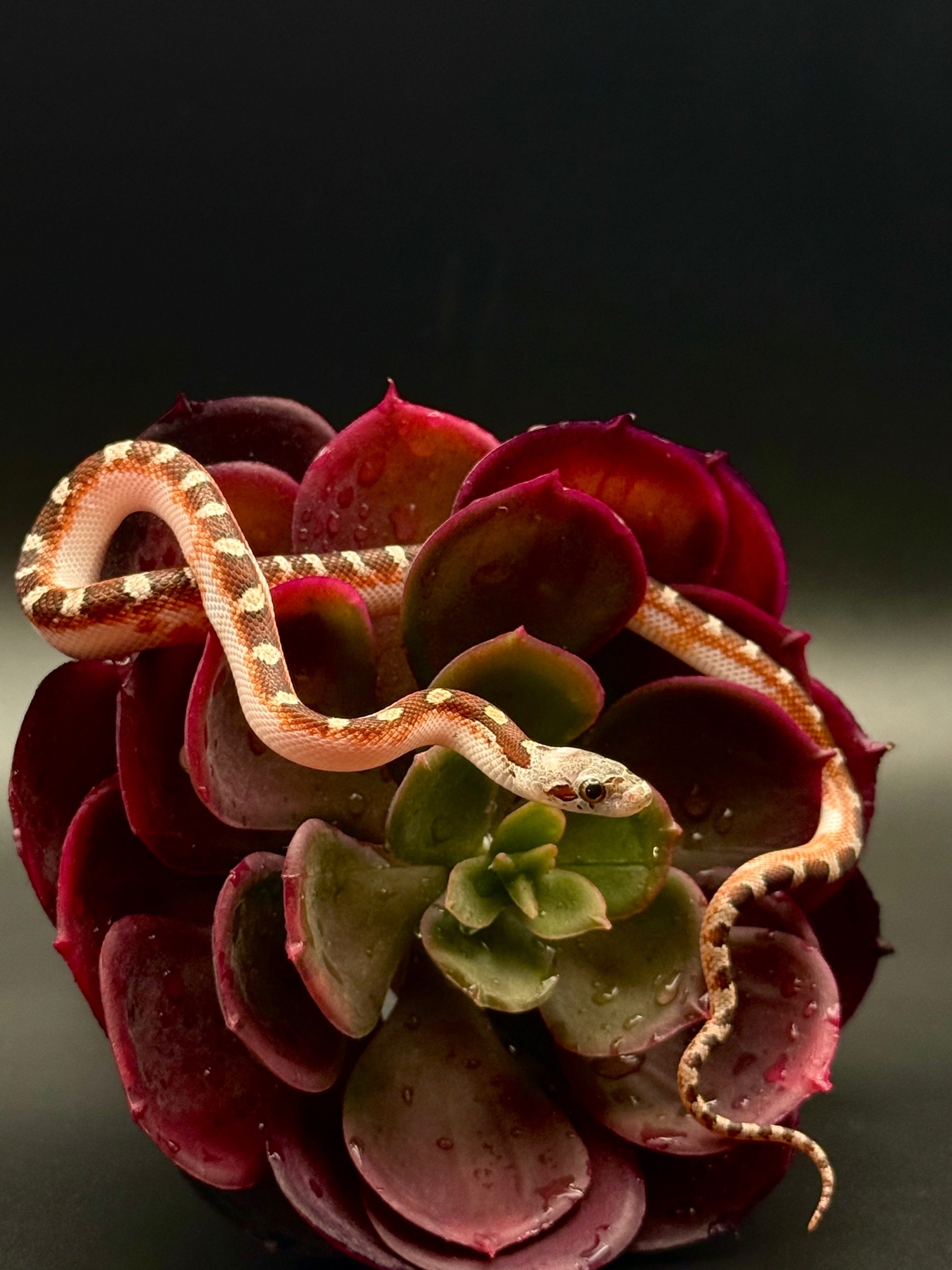 Полоз маисовый Blood Red