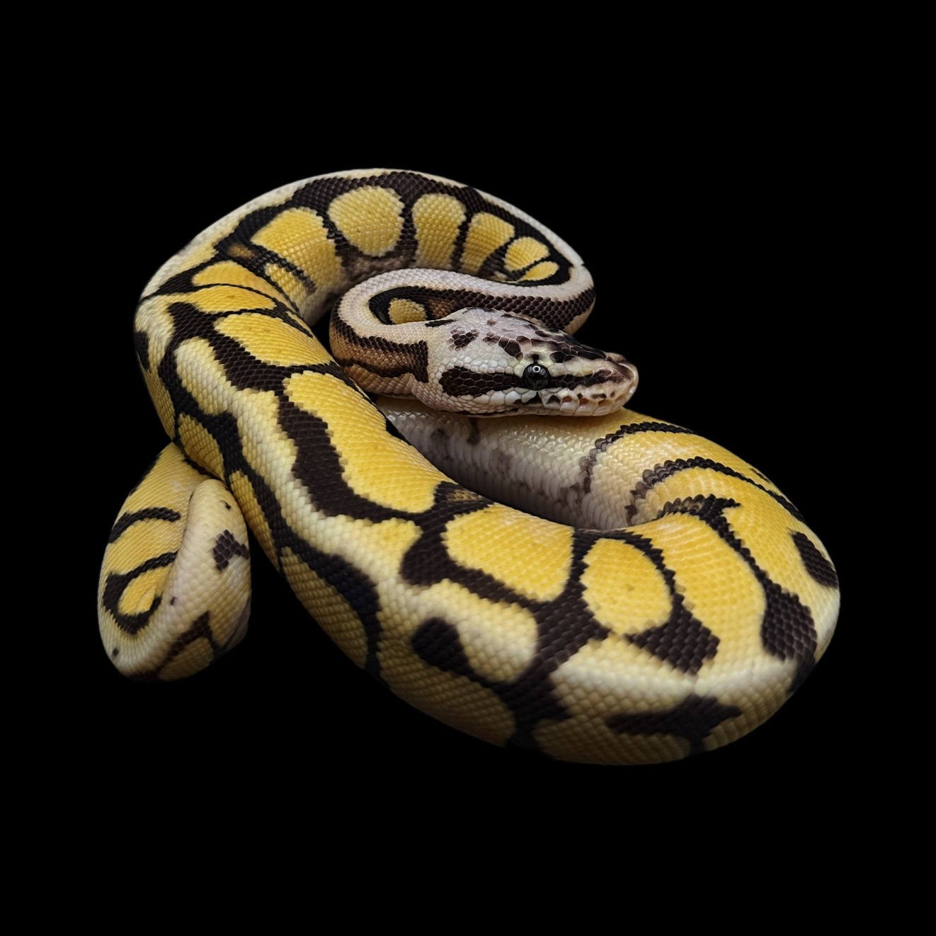 Королевский питон Pastel YB het Clown