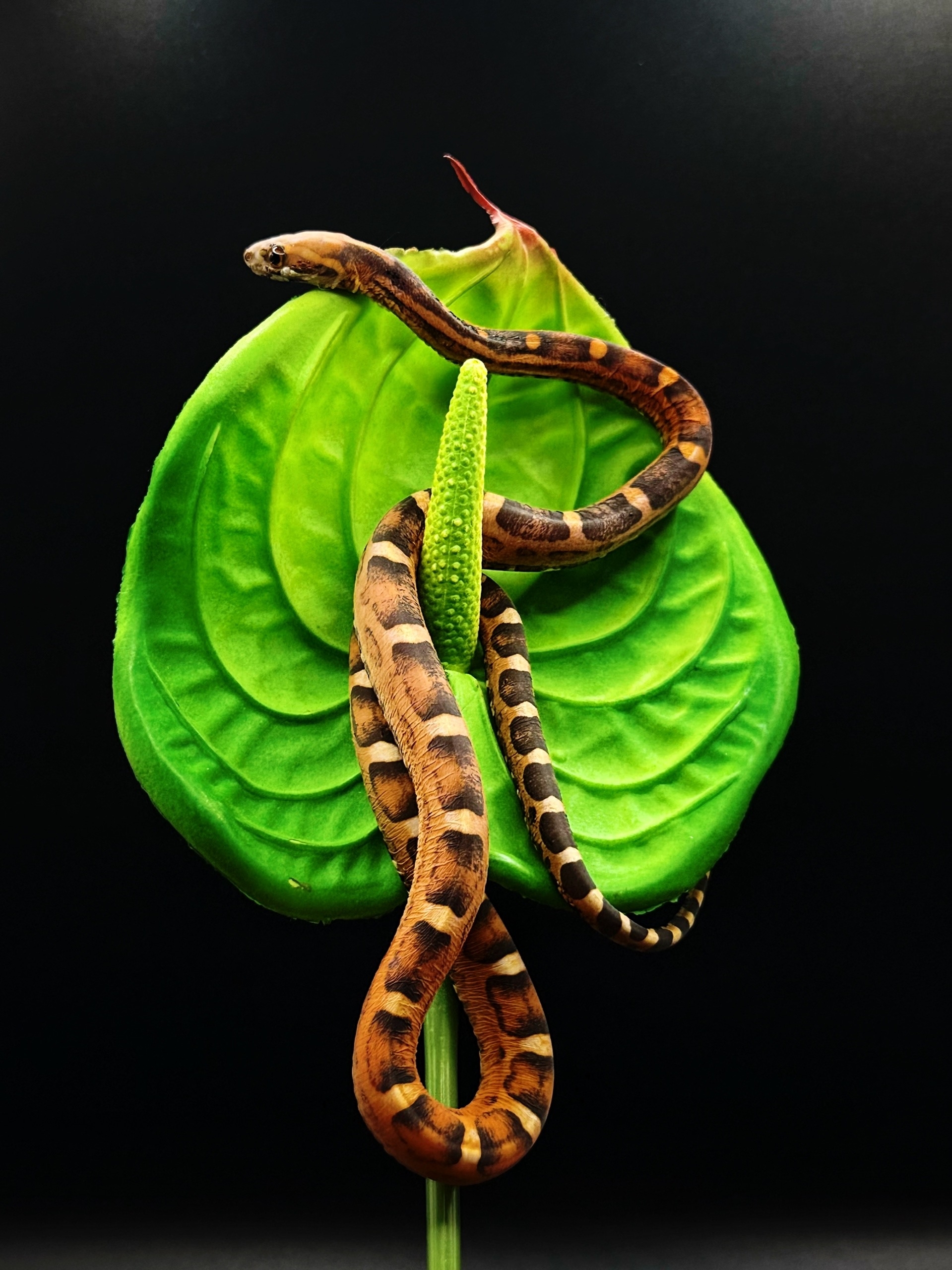Маисовый полоз Scales Okeetee