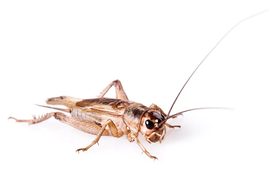 Сверчок домовый (Acheta domesticus) крупный (1,5 - 2 см) - 1 шт. (контейнер приобретается отдельно)