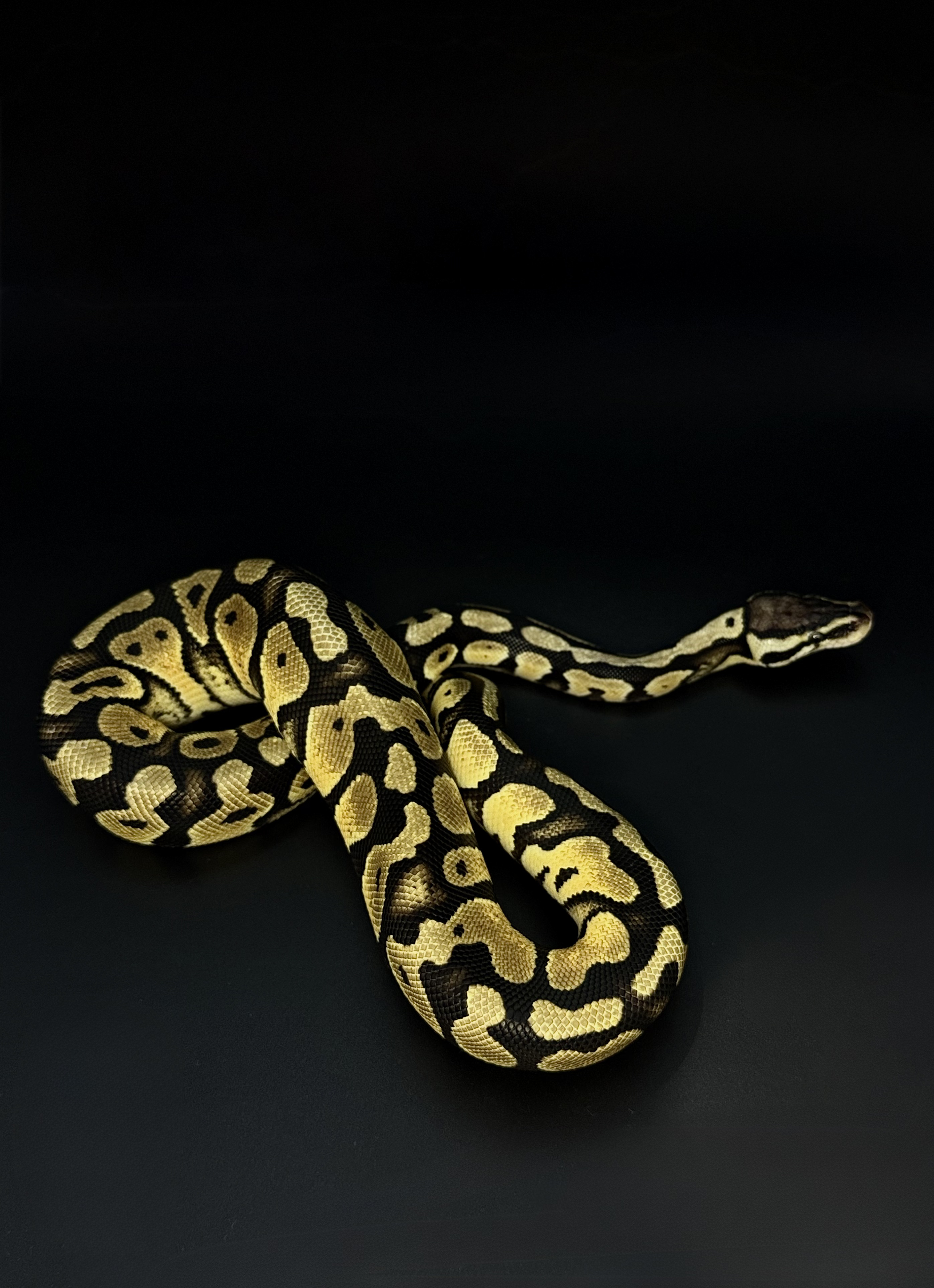 Королевский питон Pastel Harlequin het Desert Ghost phet Amur