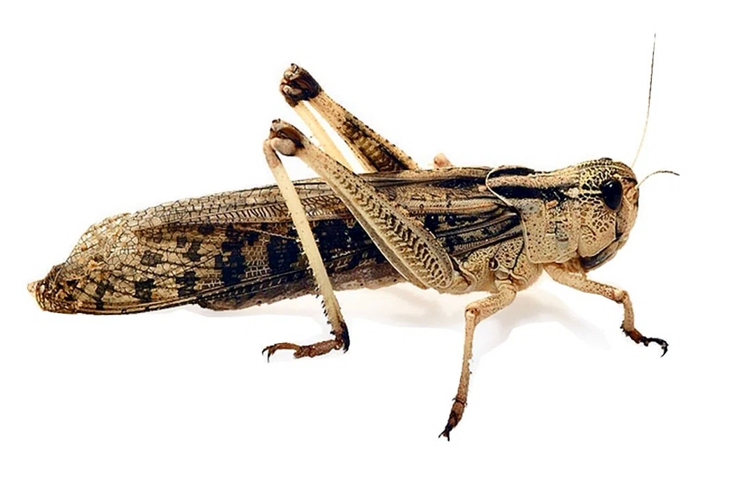 Саранча перелетная крупная (Locusta migratoria)- 1 шт. (контейнер приобретается отдельно)