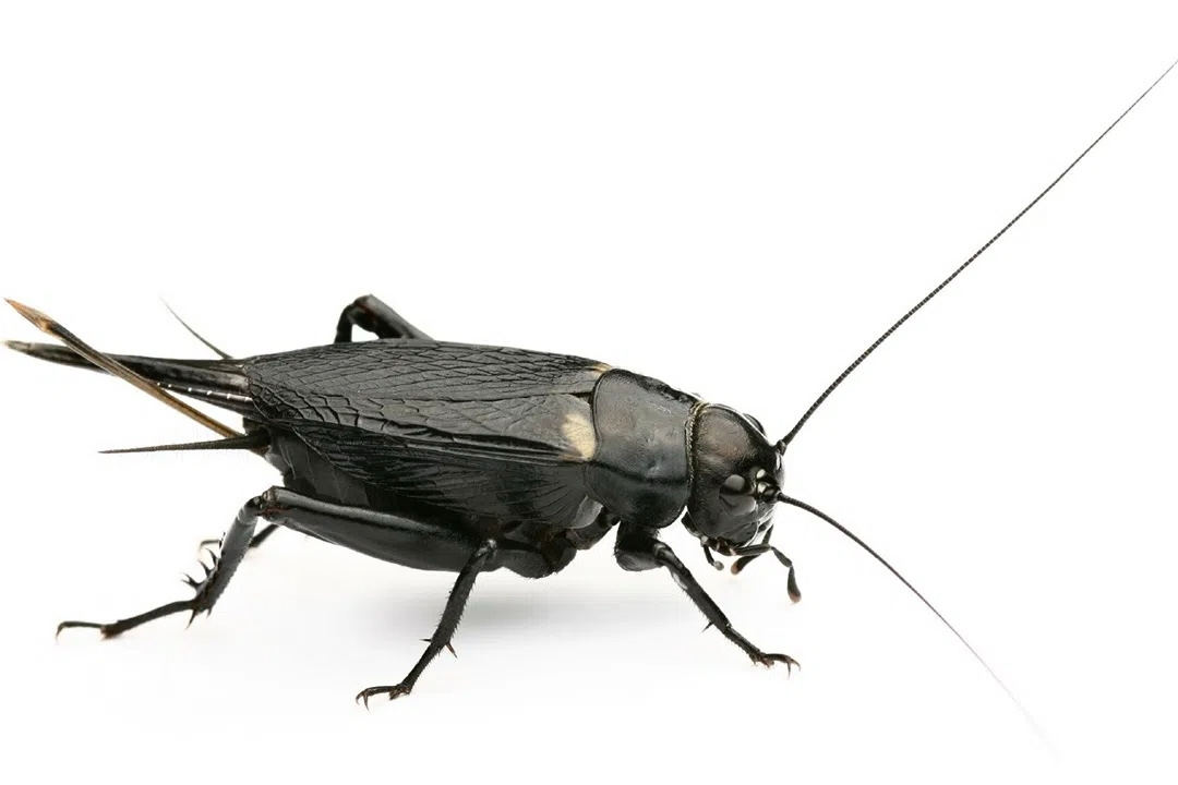 Сверчок двупятнистый (Gryllus bimaculatus) крупный (2,5 см) - 500 шт (коробка)